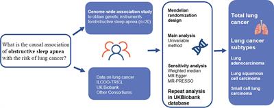 Association between obstructive sleep apnea and risk of lung cancer: findings from a collection of cohort studies and Mendelian randomization analysis